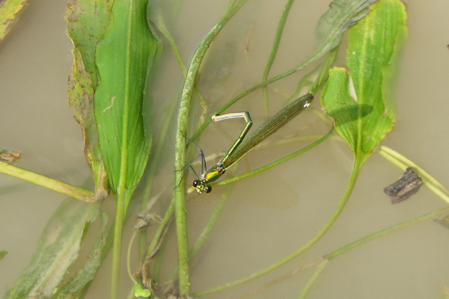 Calopteryx splendens caprai e Ischnura elegans